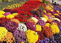 无性系快猫成人网站--花园小菊