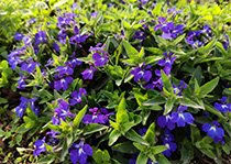 无性系快猫成人网站--六倍利